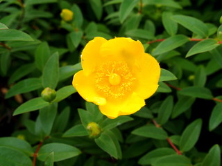 キンシバイの花