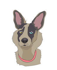 dog portrait profile, look down