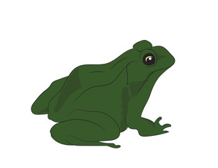 toad sitting, vector