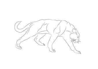 lioness with lines, sketch, vector