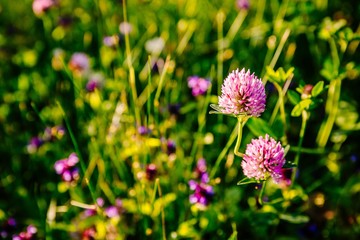Pink clover flowers in summer sunset light.