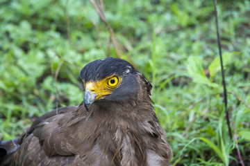 A Crested serpent eagle perched on ground inside Nagarhole Tiger reserve during a wildlife safari