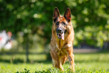 German shepherd dog walking on green grass.