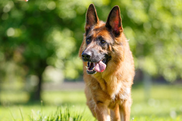 German shepherd dog walking on green grass.