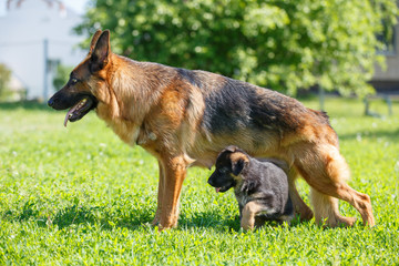 German shepherd with its puppies resting on green lawn