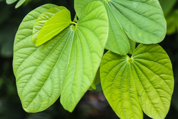 Butterfly Tree leaf in garden