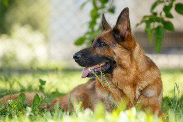 German shepherd dog lying on green grass.