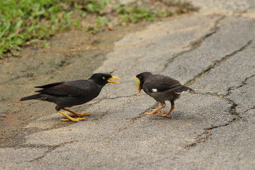 Mynas qui mangent