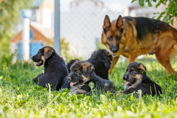 German shepherd with its puppies resting on green lawn