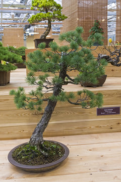 Bonsai tree  - Japanese white pine