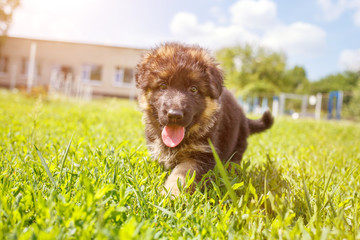 Agile puppy of german shepherd playing on green lawn.