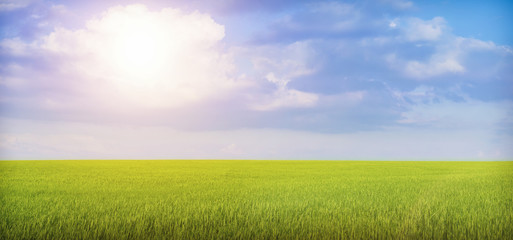 Fototapeta na wymiar Beautiful summer landscape of nature. Blue sky, grass, wheat and bright sun.