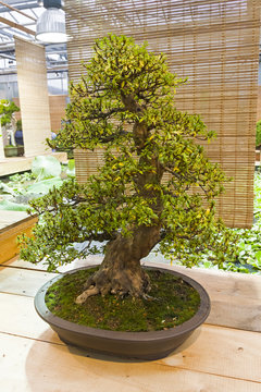 Bonsai tree  - Rhododendron indicum