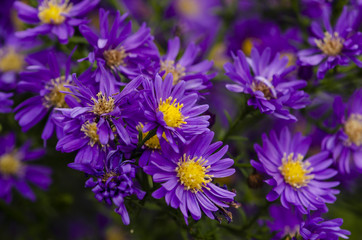 Fototapeta premium A bunch of flowers 