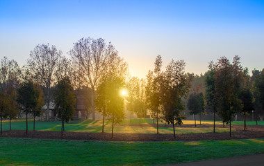 Autumn trees with the sun shining through the fog.