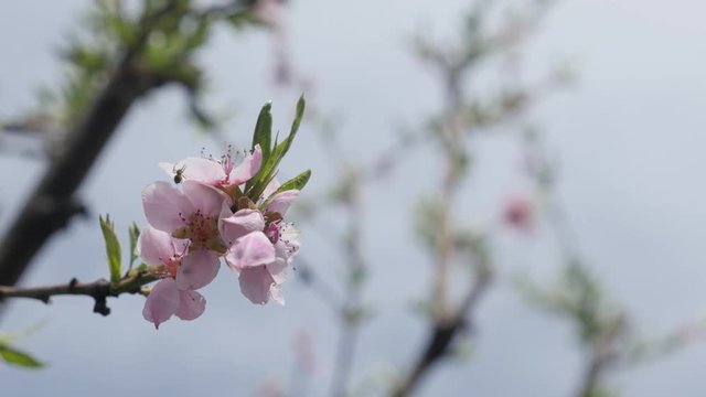 Blossoming peach tree in the spring  video