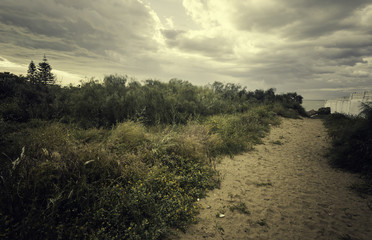 Vegetación en el camino de arena hacia la playa de Sanlúcar de Barrameda