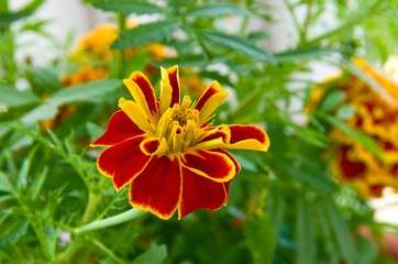 The growing flower of a marigold