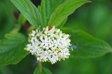 A small bouquet created by nature