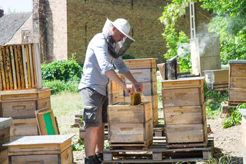 Beekeeper at work by the wooden bee hives. Young farmer in his farm.