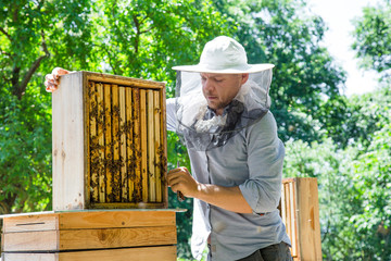 Beekeeper at work by the wooden bee hives. Young farmer in his farm.