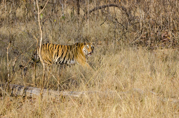 A female tigress walking inside the forest of Bandhavgarh Tiger reserve during a wildlife safari
