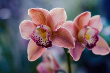 Orchid flower