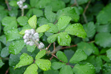 Feuille de framboisier un matin de rosé