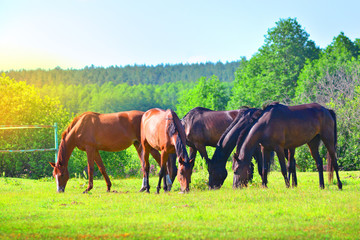 A group of horses stands on a green summer meadow with a beautiful landscape