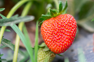 Growing organic sweet strawberries in greenhouse