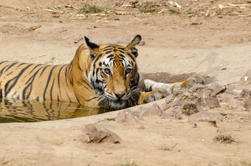 A tiger relaxing in a water hole inside Bandhavgarh tiger reserve to cool off from heat during a wildlife safari