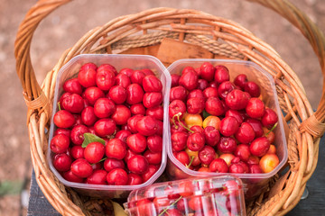 Top view of basket with ripe red sweet cherries