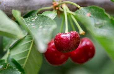 Closeup of organic red ripe cherries growing on branch