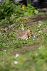 Young goose