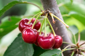 Closeup of organic red ripe cherries growing on branch