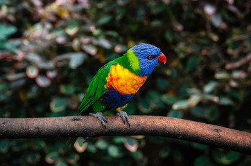 Colorful parrot Lori or Loriinae with blue head sits on branch of tree in forest close up
