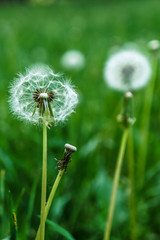 White dandelions on a green background. Fluffy dandelions in the grass background.