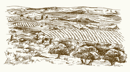 Italian landscape with vineyard and olive trees. Hand drawn vector illustration.