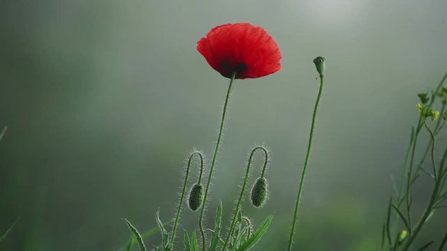 Red poppy flower blooming in the morning, soft natural floral seasonal background, hd