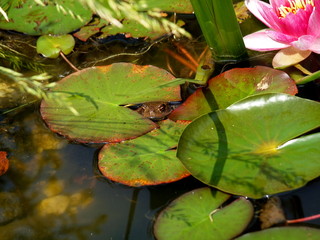Frosch in Seerose