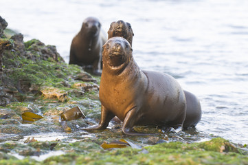 Fototapeta premium Szczenię lwa morskiego, Patagonia Argentina