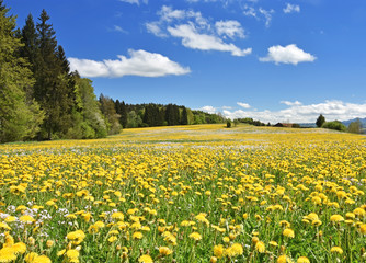 Spring meadow with yellow flowers
