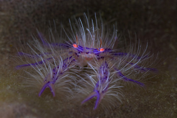 Pink hairy squat lobster (Lauriea siagiani). Picture was taken in Anilao, Philippines
