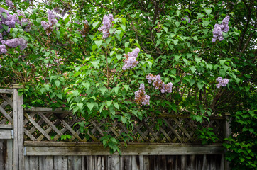 Blooming purple lilac bushes and a wooden backyard fence