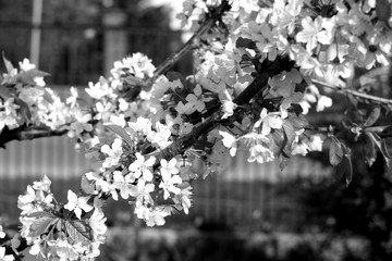 Cherry tree in blossom with bokeh in black and white.