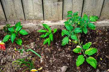 Close-up of a small newly planted backyard vegetable garden