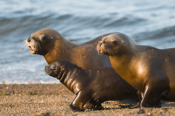 Fototapeta premium Matka i dziecko lew morski, Patagonia