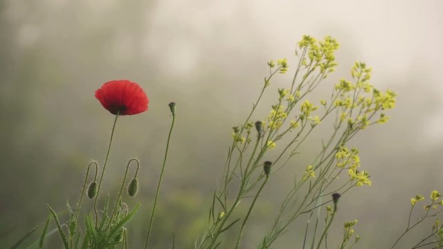 Red poppy flower blooming in the morning, soft natural floral seasonal background, hd