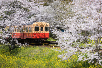 Naklejka premium Kominato Tetsudo Train and Sakura cherry blossom in spring season. The Kominato Line is a railway line in Chiba Prefecture, Japan