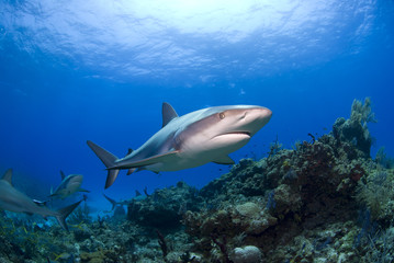 Caribbean Reef Shark swimming above coral reef in clear blue water